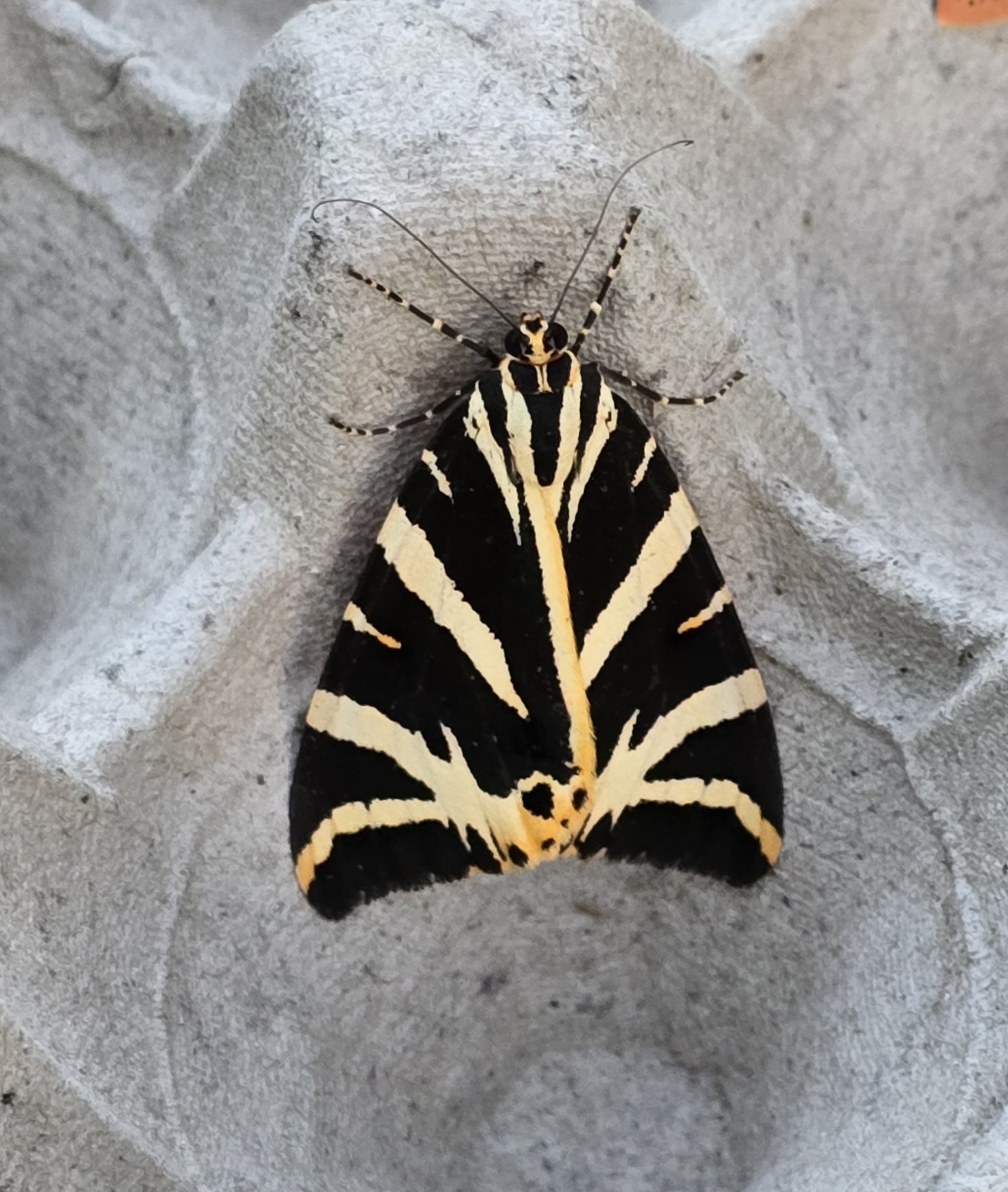Photo of Jersey Tiger (Euplagia quadripunctaria)
